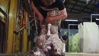 Incredible Wool Processing with Professional Sheep Wool Shearing workers and Modern Machines