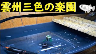 雲州三色メダカの楽園を作りたい！ 人生で1番でかい衣装ケースで製作！ 【メダカ観察日記】