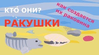 Ракушка/Что мы называем ракушкой/Как создается раковина у ракушки/Обучающий мультфильм от ЗаяцВолкTV