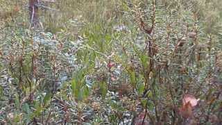 Biotope of the upland bog | Биотоп верхового болота