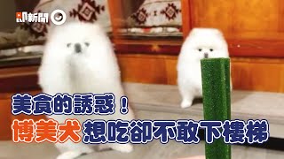 博美犬「不敢下樓梯」吃不到美食　雙手合十拜託媽媽幫牠｜寵物｜動物｜狗狗｜精選影片