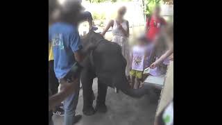 Selfie Cruelty. This is unacceptable. #shortvideo #youtubeshorts  #savewildanimals