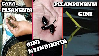 TUTORIAL SETING PELAMPUNG,BENDINGAN DAN NYINDIK KETERLAK ( Kecoa Batu ) ANTI BENGONG 100% Strike