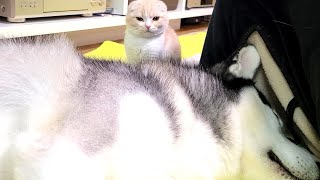 子猫が好きすぎて寝ながらうなされてるハスキー犬がこちら...笑