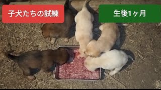 子犬たちに立ちはだかる壁【生後1ヶ月】