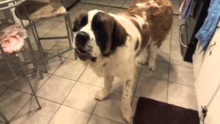 Baxter Saint-Bernard Barking (Warning.. heavy sound!)