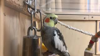 【たった今の映像】飼い主が話しかけたら、わざとらしく驚くオカメインコ