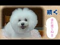 幸運を招くうわさのビションフリーゼ文庫犬エリゼ①寺島文庫のご紹介