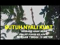 HANYA ORANG YANG PUNYA NYALI KUAT UNTUK MEMANJAT POHON KELAPA SETINGGI 19 METER