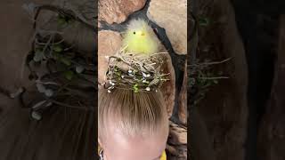 Crazy Hair Day BIRD NEST 🪺 #crazyhair #schoolspirit #wackyhairstyle #birdnestbun #girlhairstyle