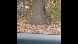 Charcoal the Squirrel