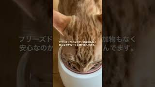 猫のカリカリご飯(ドライフード)の食いつきが良くなるコスパ良しなワンアイテム