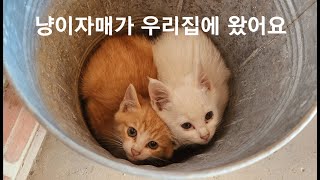 고양이를 입양했어요