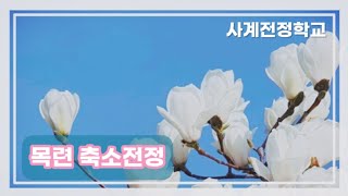 목련 축소전정 #73사계전정학교 22 11 12