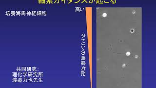 神経システム生物学研究室（稲垣研）紹介