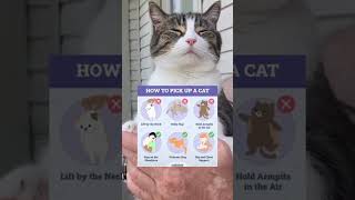 How To Pick Up A Cat