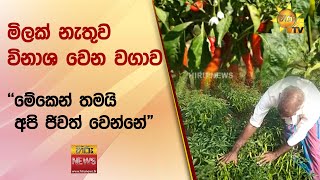 මිලක් නැතුව විනාශ වෙන වගාව - ''මේකෙන් තමයි අපි ජිවත් වෙන්නේ\