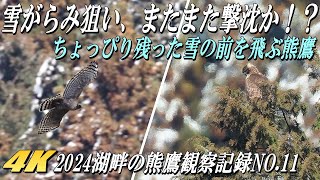 【クマタカの雪がらみ狙い、雪が消え去る直前に飛んでくれ感謝】2024年湖畔のクマタカ観察記録No.11