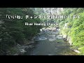 【渓流釣り ほうき川】人気のcrエリア、中・大型ニジマス放流した翌日の動画（栃木県）　river healing channel