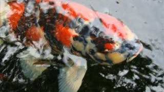 Guan's Koi / Japanese Carp Fish Pond ( Pictures + Videos )