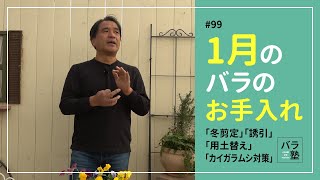 #99 1月のバラのお手入れ【バラの育て方：1月】