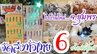 จัดส่งทั่วไทย พาน้องไก่ไปบ้านใหม่ 6 สายพันธุ์  ไป จ.ชุมพร by คำเงินฟาร์ม