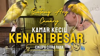 Bertamu ke peternakan kenari BIG Size. #kenari  #cikupa #citraraya #tangerang #kicaumania