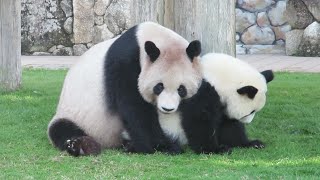 激しい！！ 良浜の子育て🐼 お母さんとバトルのようにたくましく育てられた桜浜桃浜🌸🍑 #4KUPCONVERT #アドベンチャーワールド4K🐼