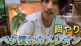 【餌やり動画】舌を伸ばすことを忘れたカメレオンに餌を与える