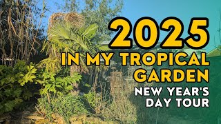 Plans for my tropical style garden in 2025