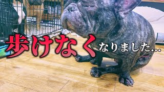 【緊急動画】重度の皮膚病、アレルギー持ちの愛犬に更なる悲劇が...。涙が溢れ出てきます...。