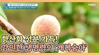 항산화 성분 가득! 강인한 생명력의 '개복숭아' MBN 210702 방송