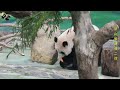 20250212 元宵節看圓仔湯圓，祝大家燈籠高掛，好運不「宵」停！ the giant panda yuan zai