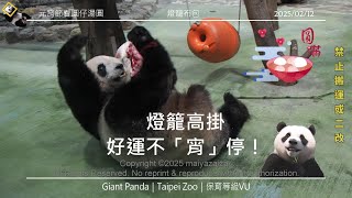 20250212 元宵節看圓仔湯圓，祝大家燈籠高掛，好運不「宵」停！ The Giant Panda Yuan Zai