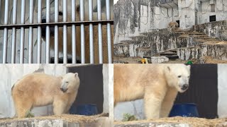 【シロクマ・フブキのゆるかわ日常♪ のんびり過ごす姿にほっこり🐾】＃東山動物園＃ホッキョクグマ＃シロクマ＃フブキ＃動物動画＃可愛い動物＃ユーチューブ＃動物日常＃動物愛好家#zoo