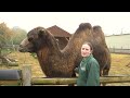 a day in the life of a zookeeper camels world of animals