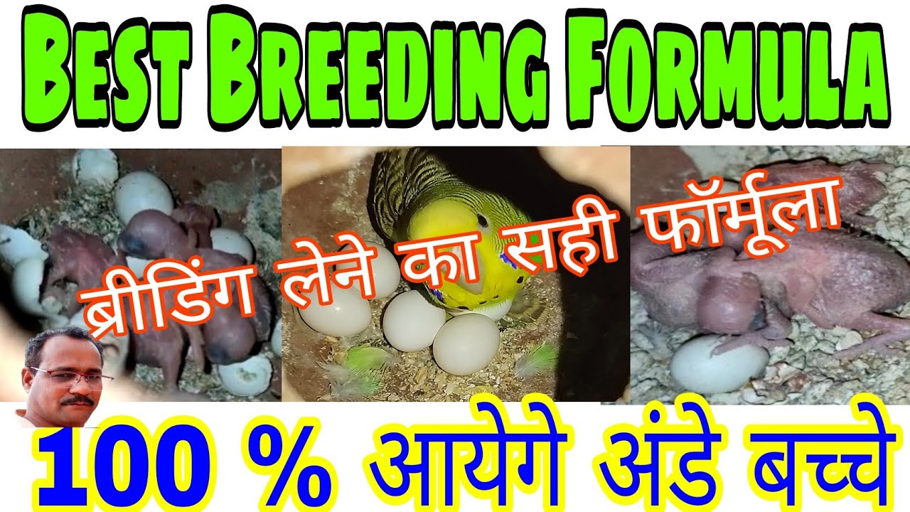 Best Breeding Formula For Budgies | Budgies Breeding Formula | Budgies ...