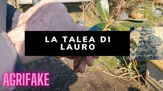 LA TALEA DI LAURO