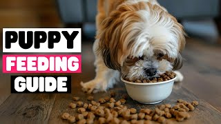 How Much Should a Shih Tzu Puppy Eat?