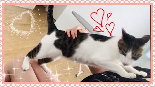 【膝の上に乗る甘えん坊猫キスケ】Very cute cat movie.