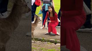 可愛い鹿と美人❤️Nara Park Japan🦌🇯🇵4K