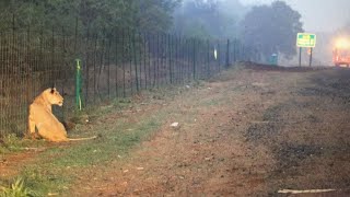 Lioness Escapes From Kruger National Park