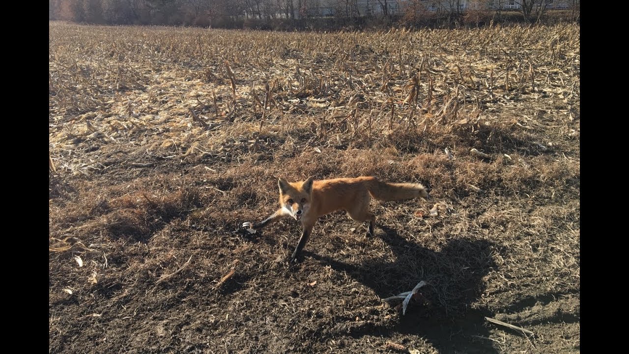 Trapping Pennsylvania 2017- First Fox - YouTube