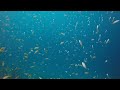 魚の群れに癒されて…｜ビーチライフ石垣島ダイビングチャンネル