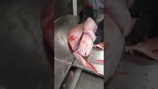 RED SNAPPER | #shorts