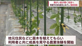 【パッションフルーツに愛情をこめて】障がい者が農業で技術学ぶ 就労支援事業所「いすわん」の挑戦 News＋おやっと！特集(11月28日(木)放送)