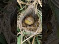 zitting cisticola chicks life begins in the tall grass shortsviral trendingshorts