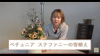 アンティークカラーの寄せ植え♪ペチュニア、ステファニー Antique colors planting with Petunia Stephanie