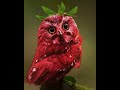 strawberry owl  #4k #memes  #strawberry  #owl #youtubeshorts