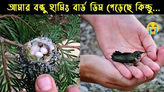 হামিং বার্ডের জীবন কাহিনী | Bird Story-208 | The life story of Hummingbird | Bismillah Agro